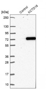 Anti-KCTD16 antibody produced in rabbit 
