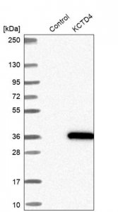 Anti-KCTD4 antibody produced in rabbit 