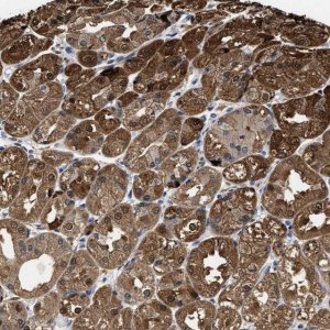 Anti-KIF12 antibody produced in rabbit 