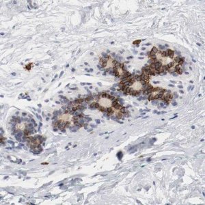 Anti-KIT antibody produced in rabbit 