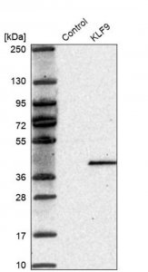 Anti-KLF9 antibody produced in rabbit 