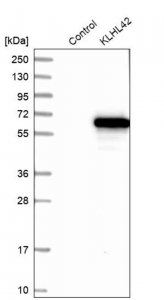 Anti-KLHL42 antibody produced in rabbit 
