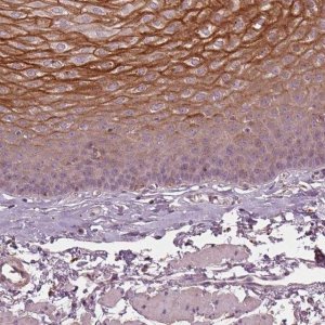 Anti-KLK13 antibody produced in rabbit 