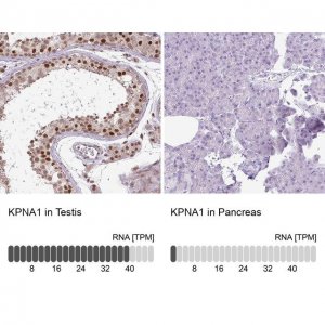 Anti-KPNA1 antibody produced in rabbit 