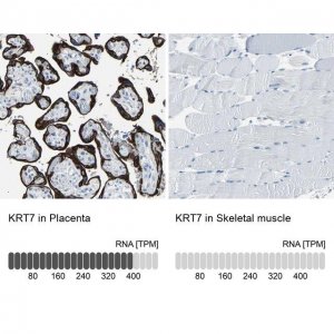 Anti-KRT7 antibody produced in rabbit 