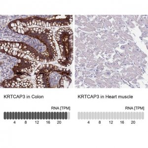 Anti-KRTCAP3 antibody produced in rabbit HPA047136-100UL