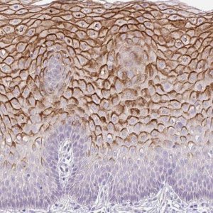 Anti-KRTDAP antibody produced in rabbit 
