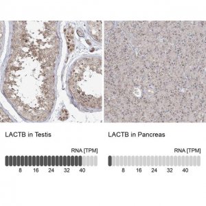Anti-LACTB antibody produced in rabbit 