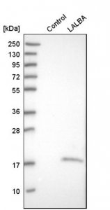 Anti-LALBA antibody produced in rabbit 
