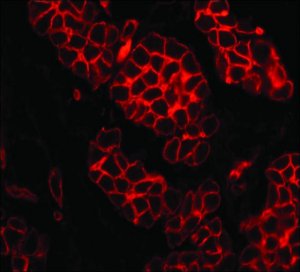 Anti-Laminin antibody, Mouse monoclonal SAB4200719-100UL