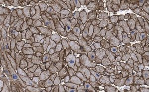 Anti-Laminin B2 Antibody, clone 1B9 ZooMAb� Rabbit Monoclonal 