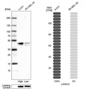 Anti-LANCL2 antibody produced in rabbit HPA029535-100UL