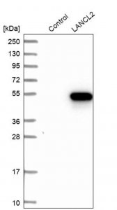Anti-LANCL2 antibody produced in rabbit HPA029535-100UL