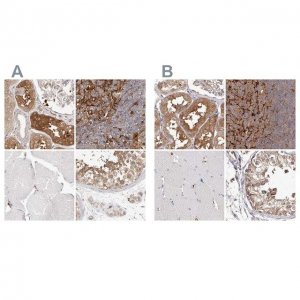 Anti-LAP3 antibody produced in rabbit HPA029606-100UL