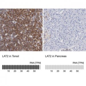 Anti-LAT2 antibody produced in rabbit HPA003462-100UL