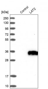 Anti-LAT2 antibody produced in rabbit HPA003462-100UL