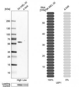Anti-LEF1 antibody produced in rabbit 