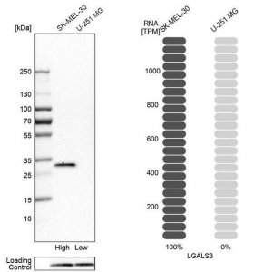 Anti-LGALS3 antibody produced in rabbit HPA003162-100UL