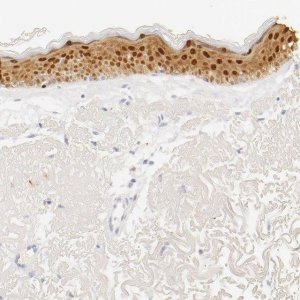 Anti-LGALS7 antibody produced in rabbit HPA001549-100UL