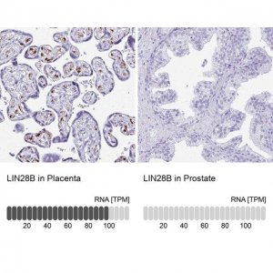 Anti-LIN28B antibody produced in rabbit 