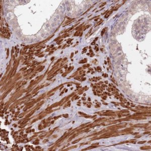 Anti-LIN37 antibody produced in rabbit 