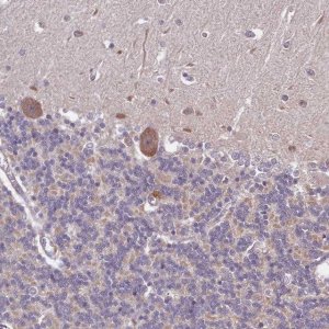 Anti-LIN37 antibody produced in rabbit 