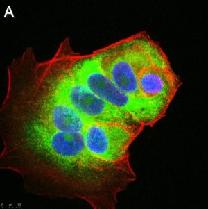 Anti-LINE-1 ORF1p Antibody, clone 4H1 ZooMAb� Mouse Monoclonal 