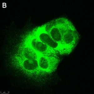 Anti-LINE-1 ORF1p Antibody, clone 4H1 ZooMAb� Mouse Monoclonal 