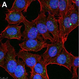 Anti-Linear Ubiquitin Antibody, clone 1E3 ZooMAb� Rabbit Monoclonal 