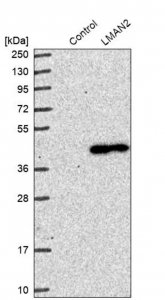 Anti-LMAN2 antibody produced in rabbit HPA003927-100UL