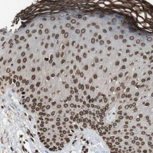 Anti-LMNA antibody produced in rabbit 