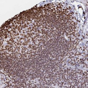 Anti-LMNB1 antibody produced in rabbit 