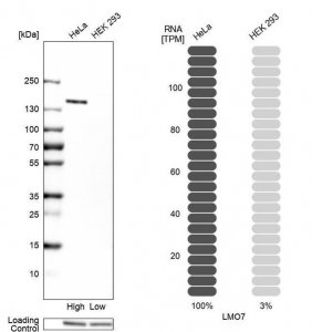Anti-LMO7 antibody produced in rabbit 