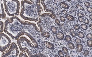 Anti-LONP1 Antibody, clone 1I18, ZooMAb� Rabbit Monoclonal 