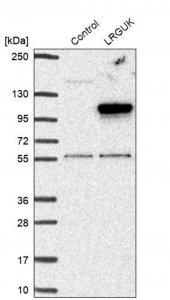 Anti-LRGUK antibody produced in rabbit 
