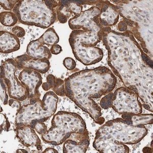 Anti-LRGUK antibody produced in rabbit 