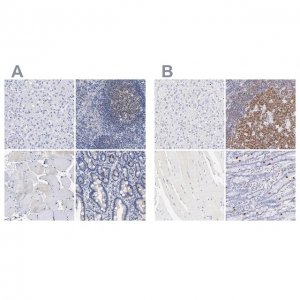 Anti-LRMP antibody produced in rabbit 