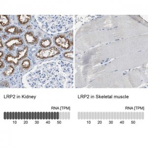 Anti-LRP2 antibody produced in rabbit 