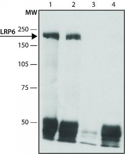 Anti-LRP6 (C-terminal region) antibody produced in rabbit 