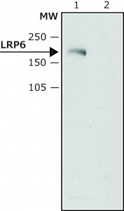 Anti-LRP6 (C-terminal region) antibody produced in rabbit 