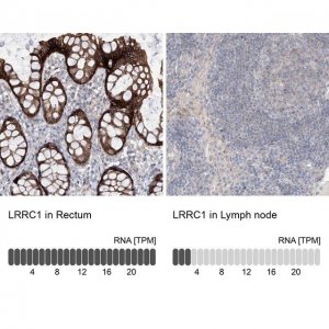 Anti-LRRC1 antibody produced in rabbit HPA031603-100UL