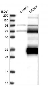 Anti-LRRC3 antibody produced in rabbit 