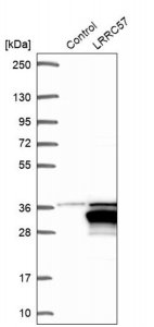 Anti-LRRC57 antibody produced in rabbit 