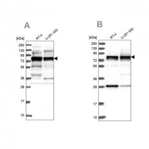 Anti-LSG1 antibody produced in rabbit 
