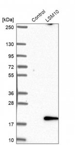 Anti-LSM10 antibody produced in rabbit 