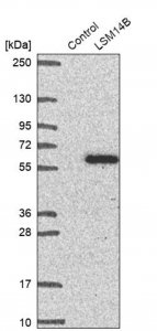 Anti-LSM14B antibody produced in rabbit 