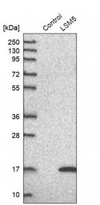 Anti-LSM5 antibody produced in rabbit HPA019054-100UL