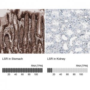 Anti-LSR antibody produced in rabbit 