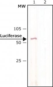 Anti-Luciferase antibody, Mouse monoclonal L2164-.2ML