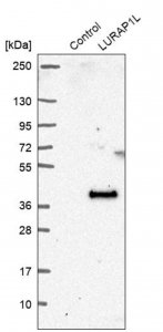 Anti-LURAP1L antibody produced in rabbit 